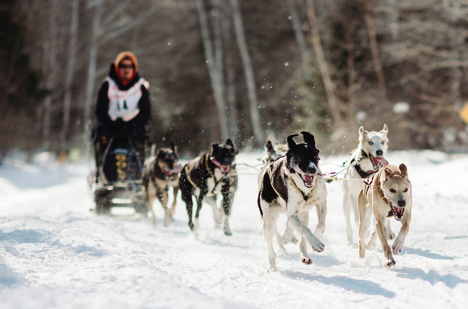 Copper Dog sled dog racer with dogs in focus in Upper Michigan